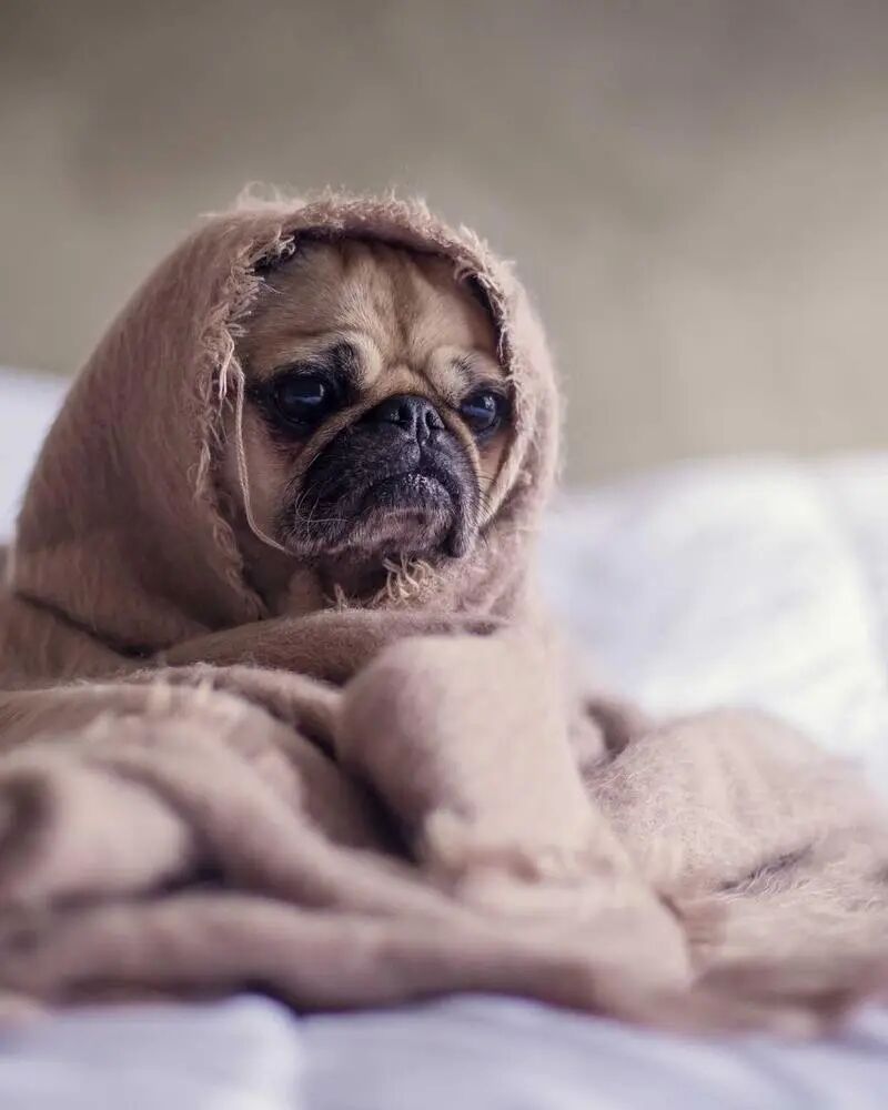 Test Database portrait.jpg Actually a Pug — VLM correctly states "No people in the picture, only a pug," no forced hallucinations